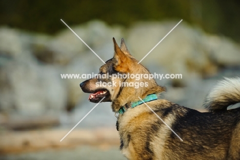 Swedish Vallhund in profile