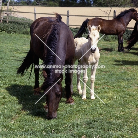 welsh cob (section d) mare and her foal