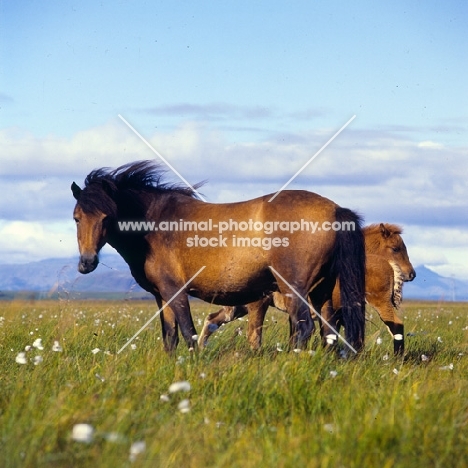 Iceland Horse mare and foals at Olafsvellir