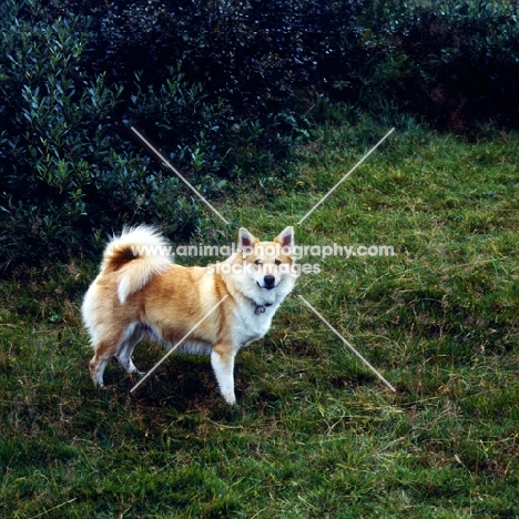 iceland dog at gardabaer