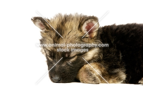 sleeping German Shepherd (aka Alsatian) puppy