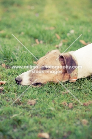 Lurcher fatigued