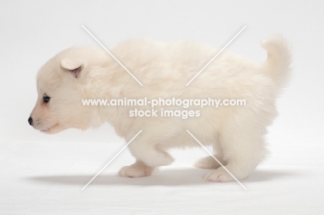 Samoyed puppy walking in studio