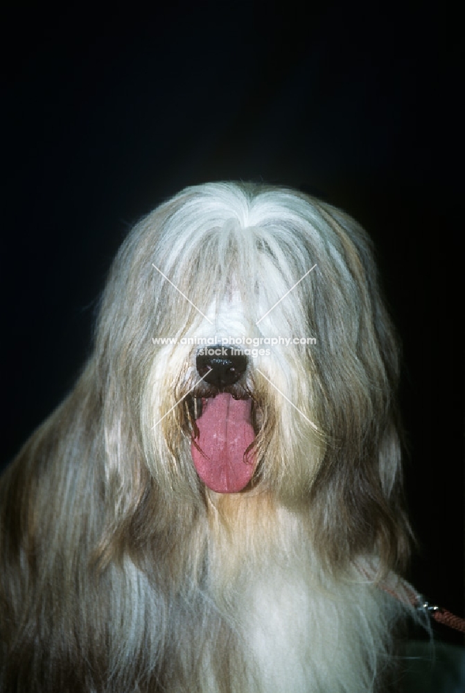 ch exhibition de gouth-noire bearded collie, portrait 