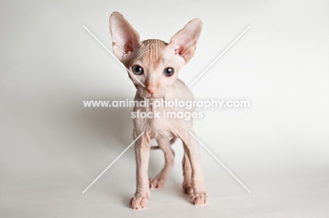 sphynx kitten, front view