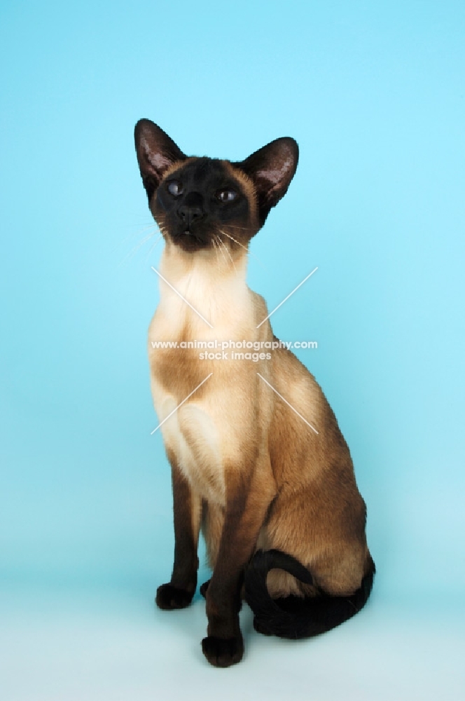 siamese seal point cat sitting down