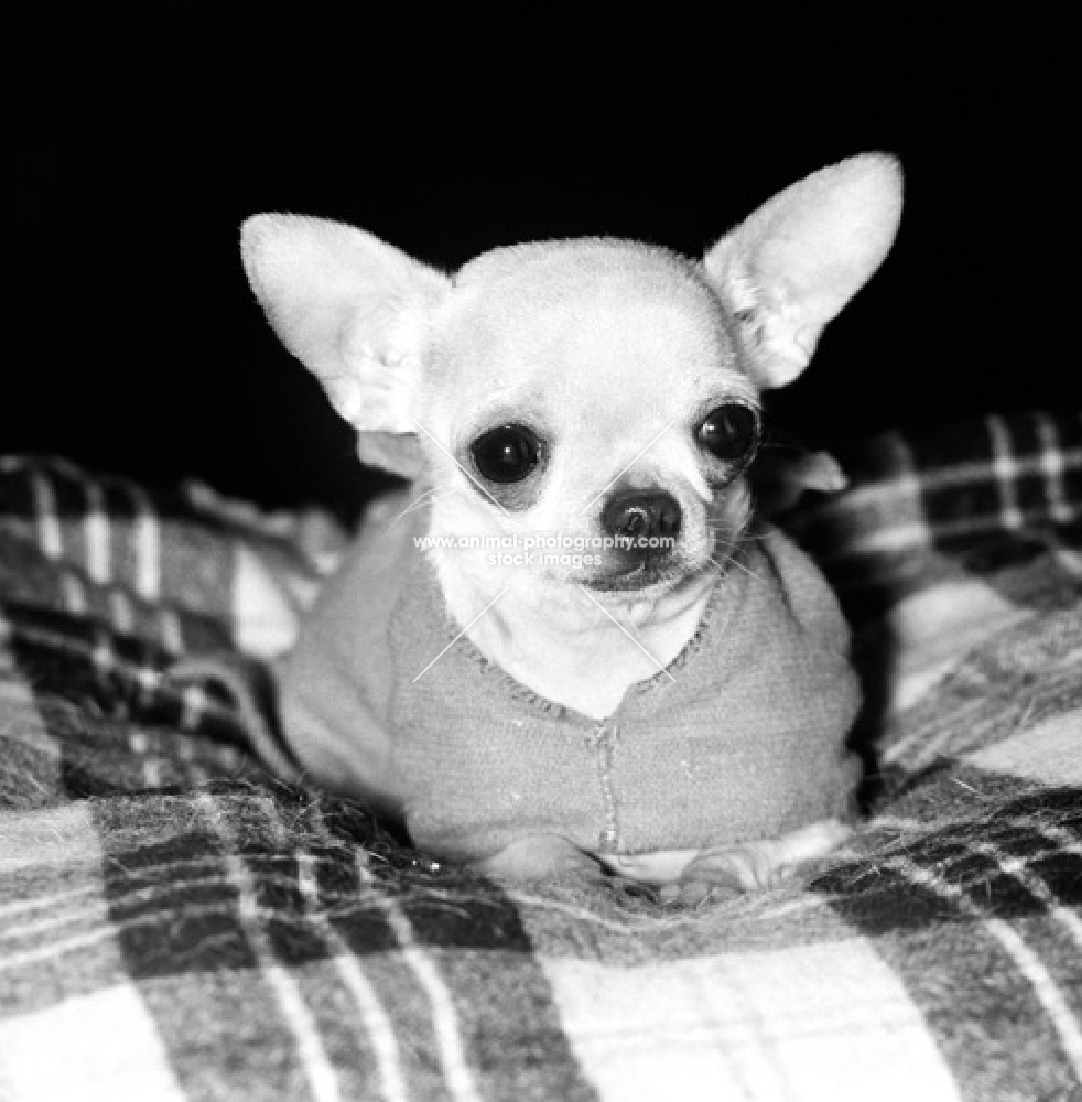 chihuahua wearing a coat lying on a blanket