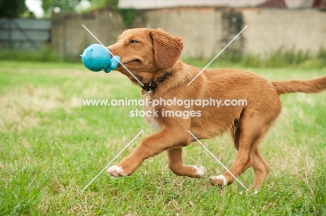 Nova Scotia Duck Tolling Retriever retrieving toy