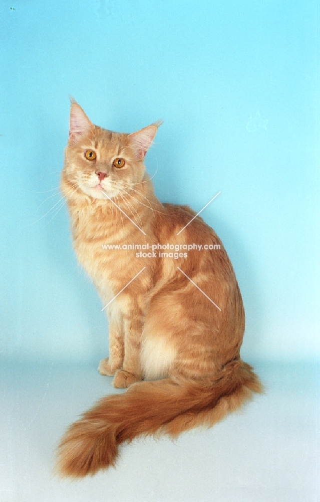 cream maine coon cat