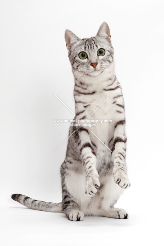 Egyptian Mau, Silver Spotted Tabby, on hind legs