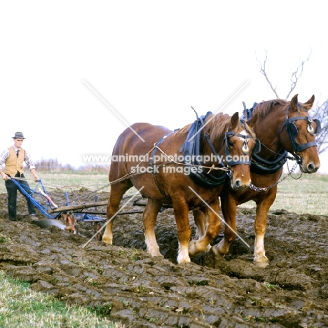 two suffolk punch horses at ploughing competition at paul heiney's farm