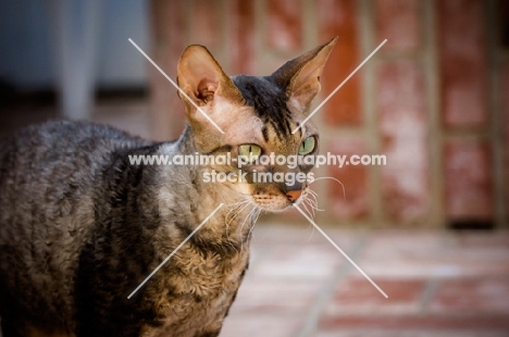 Cornish Rex