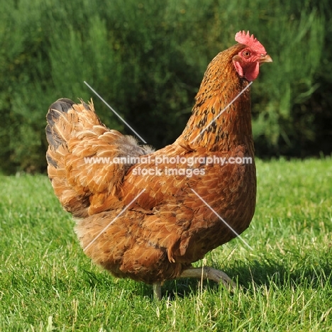 orpington x bred hen