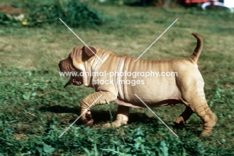 shar pei puppy trotting along