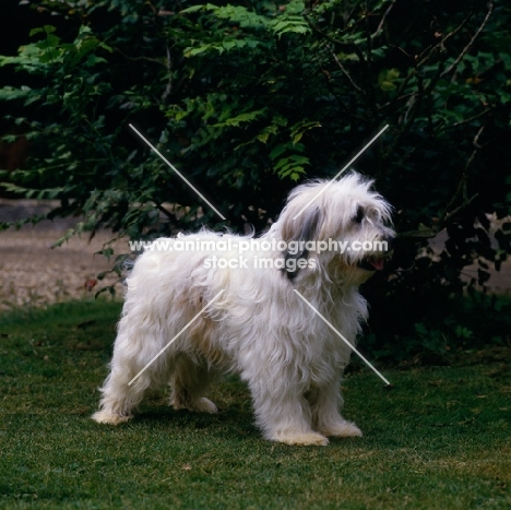 standing polish lowland sheepdog