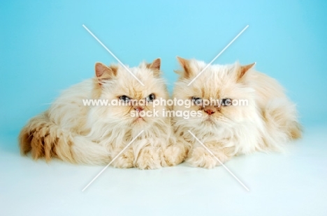 two cream colourpoint cats. (Aka: Persian or Himalayan)
