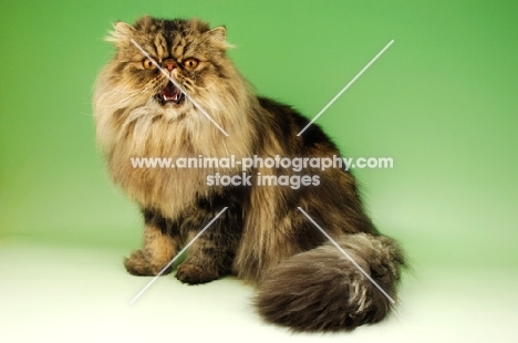 brown tabby persian cat, meowing
