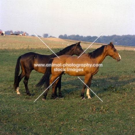 Pikant, right,  two Danish Warmbloods 