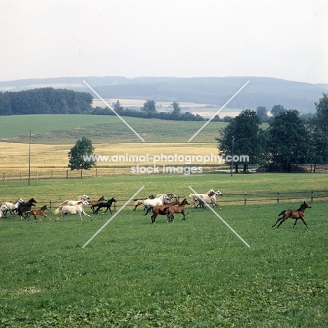 Arab mares and foals at Marbach Germany