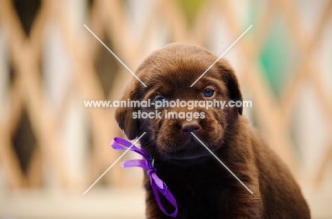 Labrador Retriever puppy wearing ribbon