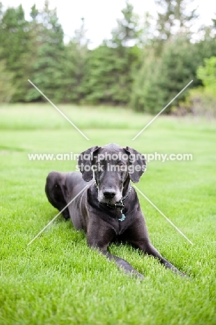 Black Great Dane lying in green yard.