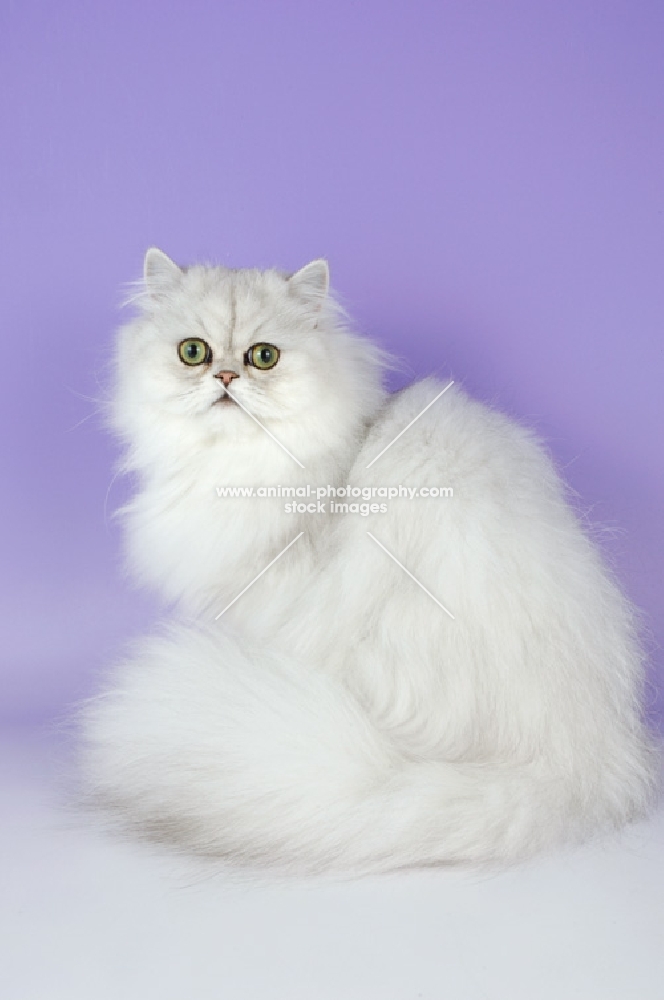 young chinchilla cat on purple background, looking at camera