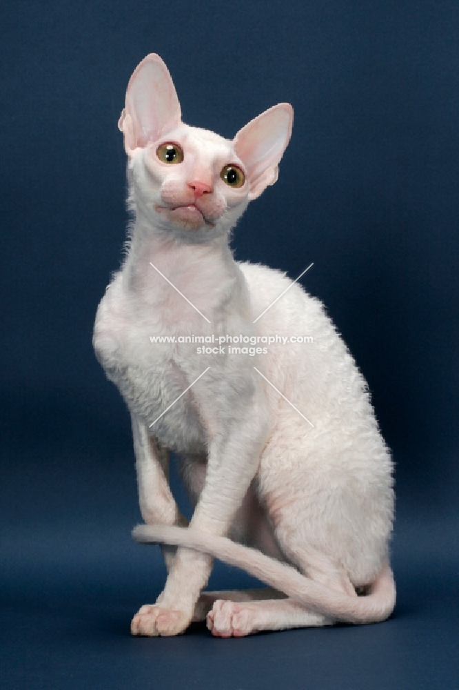 Cornish Rex looking up, white (gold eye)