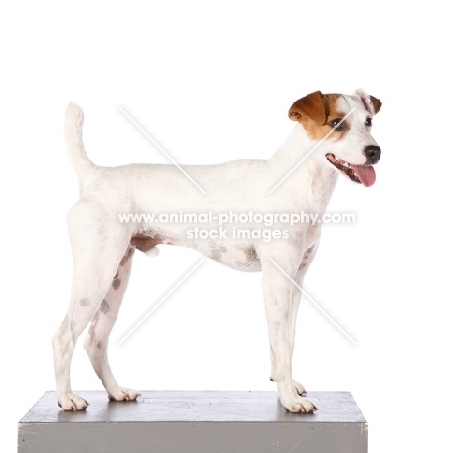 jack russell terrier