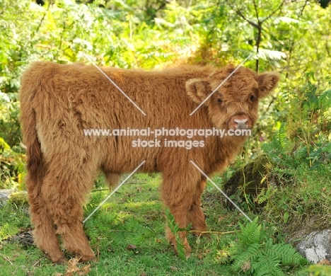 Highland calf