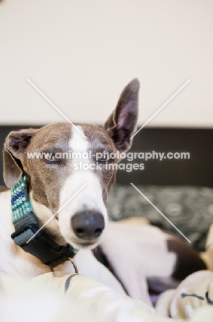 Lurcher