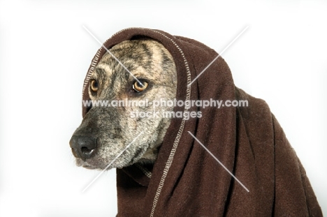 Head shot of Greyhound mix breed in studio, with blanket around her head