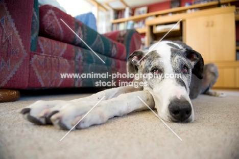 Great Dane lying in living room.