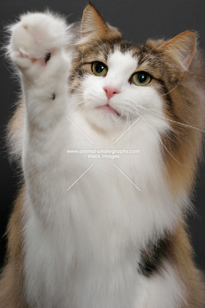 fluffy Norwegian Forest cat, Brown Mackerel Tabby & White, one leg up