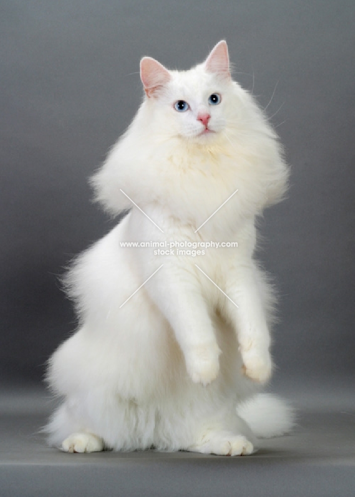 white Norwegian Forest cat on hind legs
