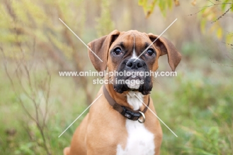 fawn and white Boxer puppy