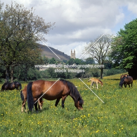 shilstone rocks whirlpool, dartmoor mare and foal with group grazing in field at widecombe-in-the-moor