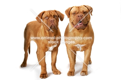 two Dogue de Bordeaux, different ages