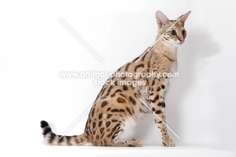 Savannah cat sitting on white background