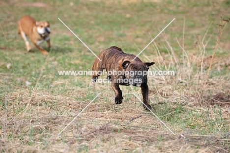 Continental Bulldog running