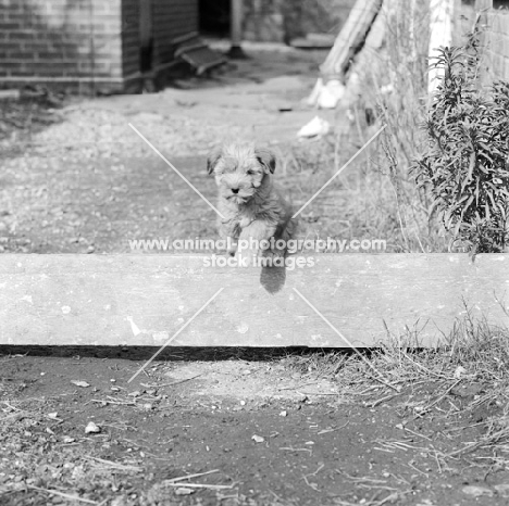 tibetan terrier puppy in 1965, jumping