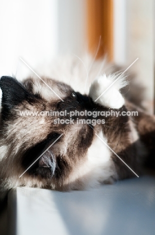 Ragdoll sunbathing in window sill