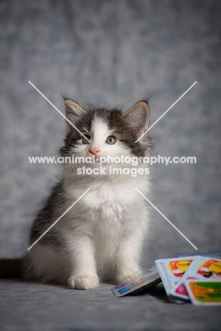 norwegian forest kitten sitting