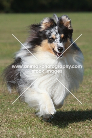 Shetland Sheepdog running