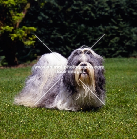 ch harropine chaka khan at antarctica, shih tzu on grass