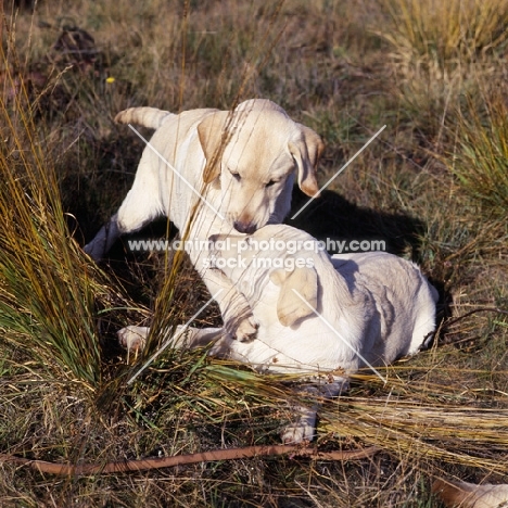 labrador pups looking at each other