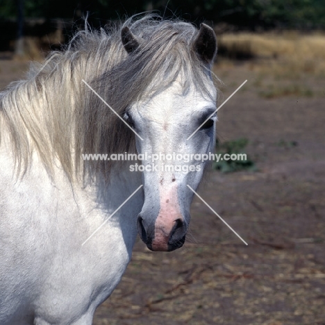 horsehill halfpenny,  welsh mountain pony head study