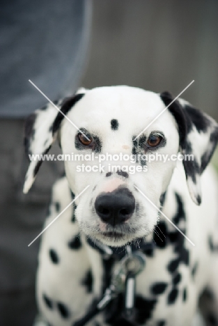 Dalmatian portrait