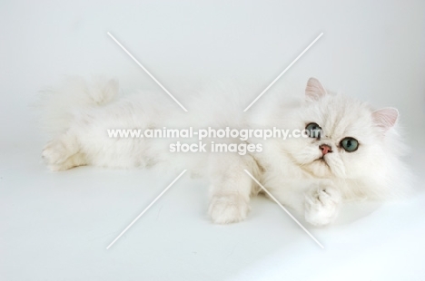 chinchilla cat lying down on white background