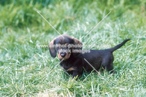 dachshund wirehaired puppy