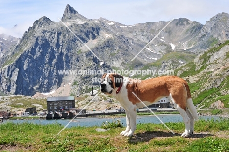 Saint Bernard in Swiss Alps (near St, Bernard Pass)